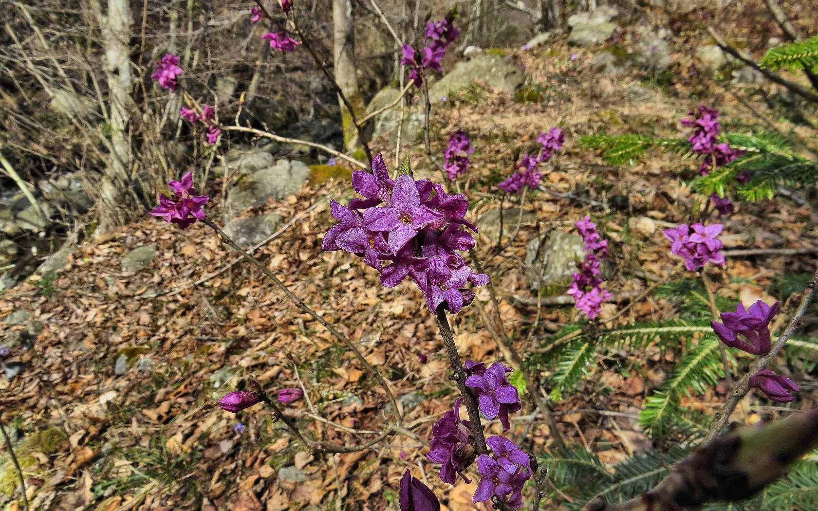 Daphne mezereum